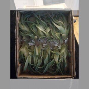 1 Box Artificial Succulents